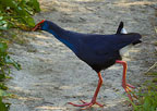 Slípka modrá (Porphyrio porphyrio)